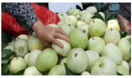 甜瓜概念爆料视频大全最新