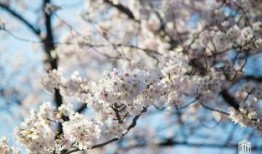 樱花最新爆料更新视频