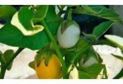 甜瓜概念爆料视频大全最新