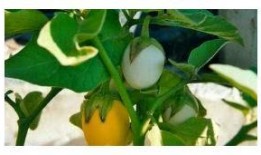 甜瓜概念爆料视频大全最新