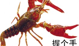 李现龙虾最新爆料,揭秘明星私生活与美食之旅